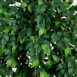 7' Sakaki Silk Tree