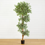 6' Variegated Ficus Tree