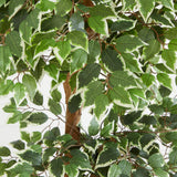 6' Variegated Ficus Tree