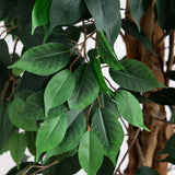 10' Artificial Ficus Tree with Natural Trunk