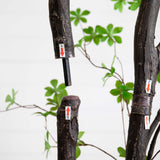 10' Artificial Minimalist Enkianthus Tree