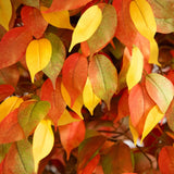 10' Autumn Ficus Artificial Fall Tree