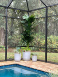 10' Double Stalk Golden Cane Artificial Palm Tree