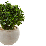 2' Eucalyptus in Sand Colored Bowl UV Resistant (Indoor/Outdoor)