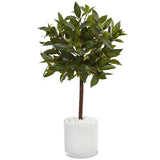 2' Sweet Bay Tree in White Glossy Cylinder