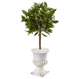 2.5' Sweet Bay Mini Topiary Tree in White Urn
