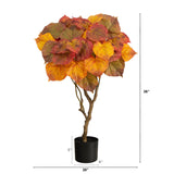 3' Autumn Umbrella Ficus Tree