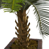 3' Cycas Tree in Wood Planter