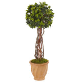 3' English Ivy Tree in Terracotta Planter UV Resistant (Indoor/Outdoor)