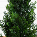 3' Mini Cedar Pine Tree (Indoor/Outdoor)