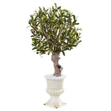 3' Olive Tree in White Urn