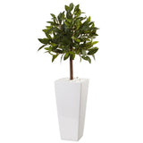 3' Sweet Bay Tree in White Tower Planter