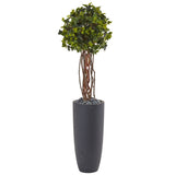 3.5' English Ivy Tree in Gray Cylinder Planter UV Resistant (Indoor/Outdoor)
