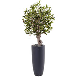 3.5' Olive Tree in Gray Cylinder Planter