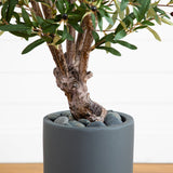 3.5' Olive Tree in Gray Cylinder Planter