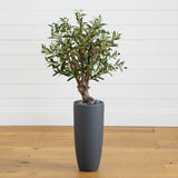3.5' Olive Tree in Gray Cylinder Planter