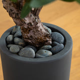 3.5' Olive Tree in Gray Cylinder Planter