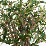 3.5' Olive Tree in Gray Cylinder Planter
