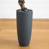 3.5' Olive Tree in Gray Cylinder Planter