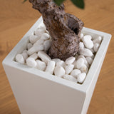 3.5' Olive Tree in White Tower Planter