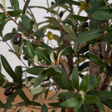 3.5' Olive Tree in White Tower Planter
