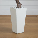 3.5' Olive Tree in White Tower Planter
