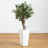 3.5' Olive Tree in White Tower Planter