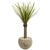 3.5' Yucca Tree in Sand Colored Bowl