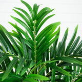 4' Areca Artificial Palm Tree in White Planter