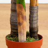 4' Areca Palm Tree (Real Touch)