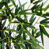 4' Black Bamboo Tree