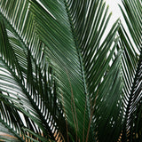 4' Cycas Tree UV Resistant (Indoor/Outdoor)