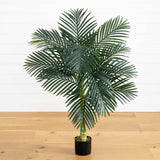 4' Golden Cane Palm Tree
