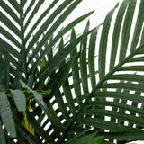 4' Golden Cane Palm Tree