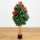 4' Hibiscus Tree
