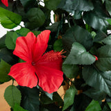 4' Hibiscus Tree
