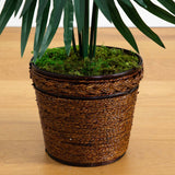 4' Kentia Palm Tree in Coiled Rope Planter