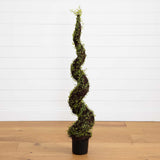 4' Mohlenbechia Spiral Tree