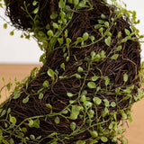 4' Mohlenbechia Spiral Tree