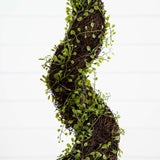 4' Mohlenbechia Spiral Tree