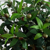 4' Olive Topiary Silk Tree