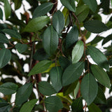 4' Ruscus Silk Tree