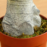 4' Schefflera Silk Tree (Real Touch)