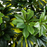 4' Schefflera Silk Tree (Real Touch)
