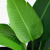4' Travelers Artificial Palm Tree in Oval Planter