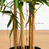 4' Twiggy Bamboo Tree