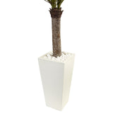 4' Yucca Tree in White Tower Planter