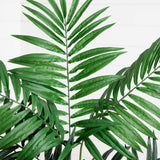 4.5' Bulb Areca Tree