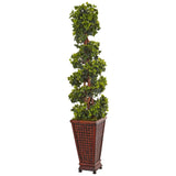 4.5' English Ivy Tree in Decorative Wood Planter