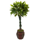 4.5' Money Tree in Planter